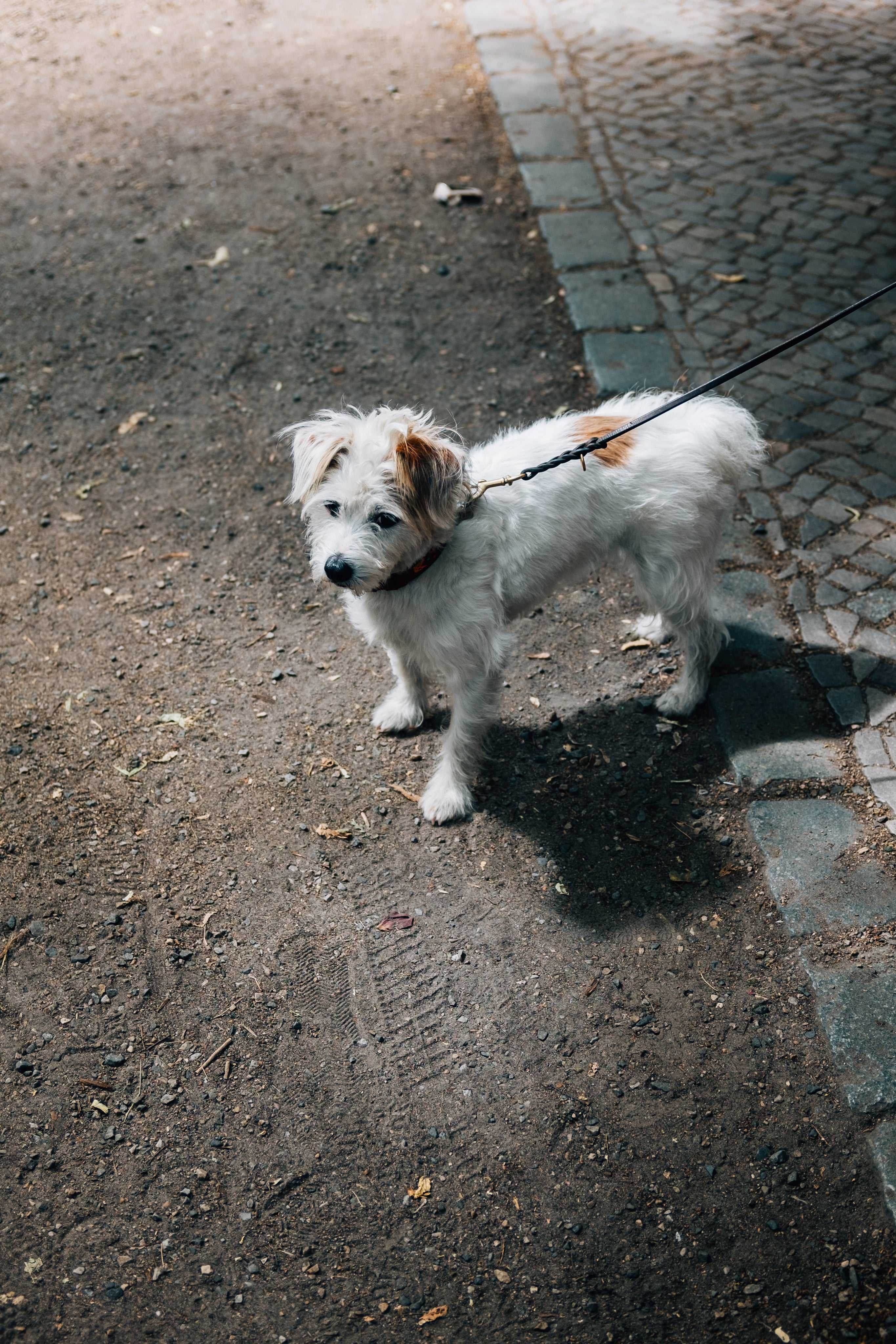 files/small-white-dog-stands-on-a-dirt-road.jpg